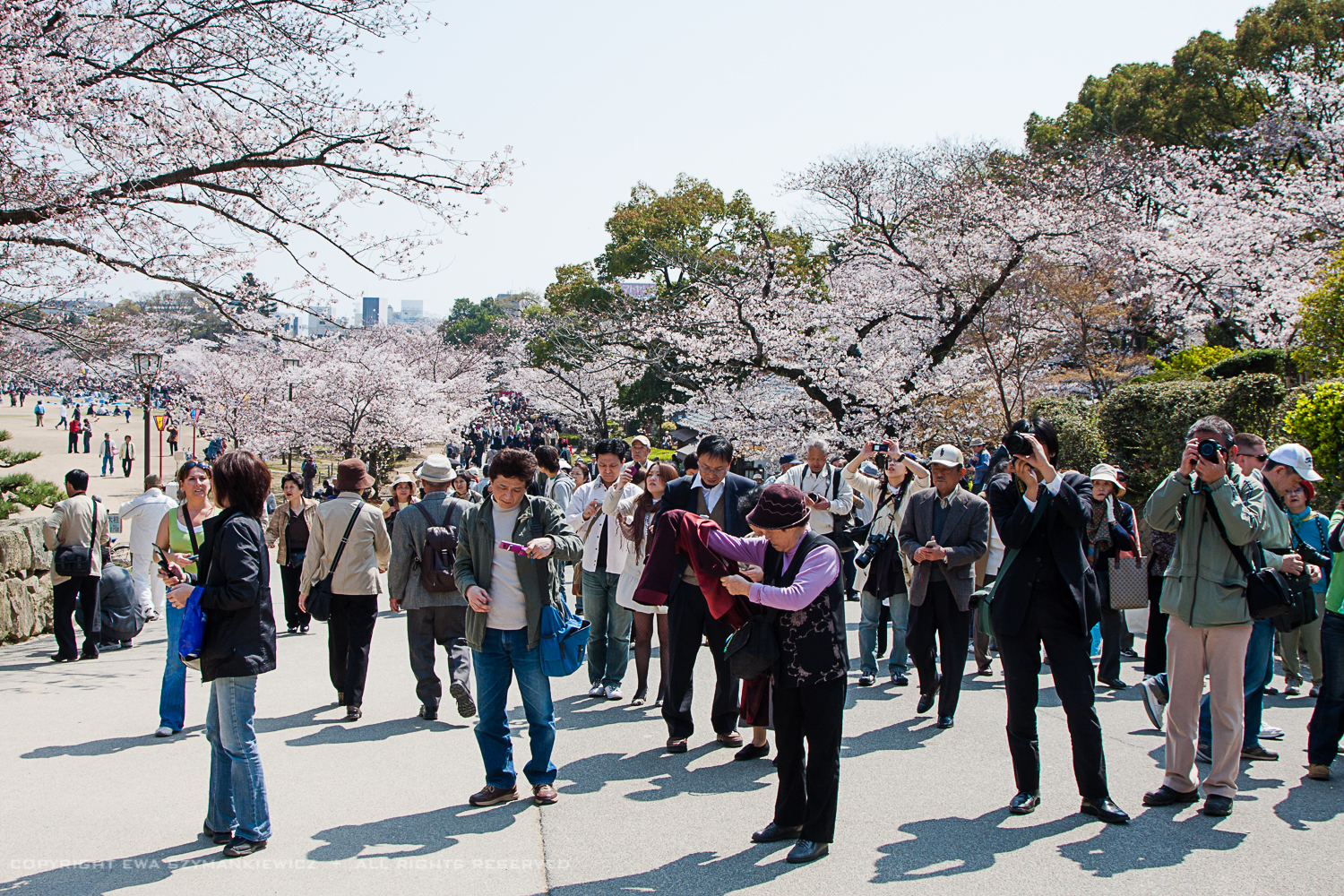 Photographing cherry blossom