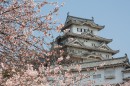 Cherry blossom at the Himeji Castle, Japan