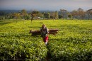 Kenya Tea Field