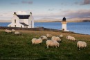 Sheep near Port Charlotte, Islay, Scotland